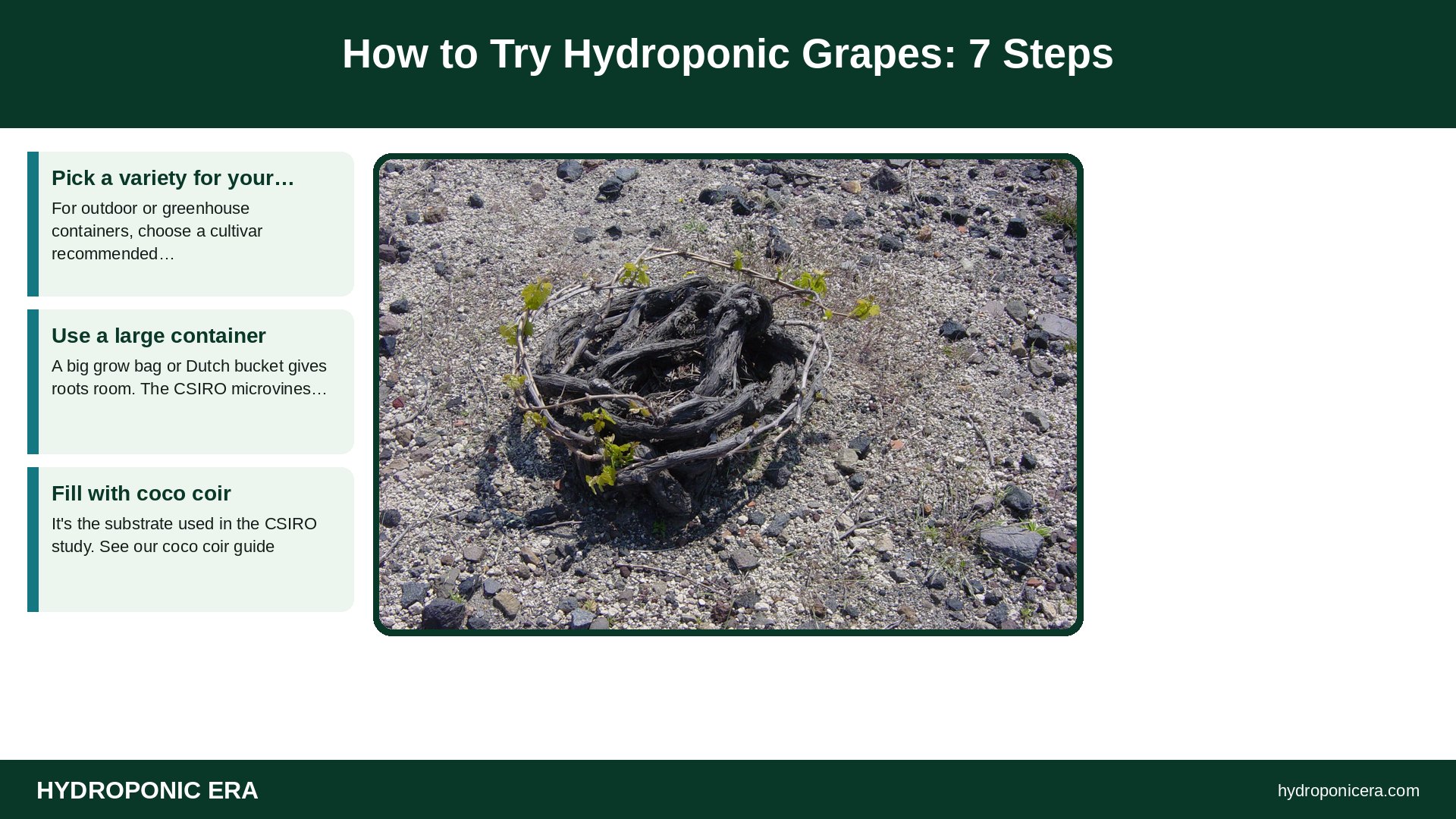 hydroponic grapes — How to Try Hydroponic Grapes: 7 Steps