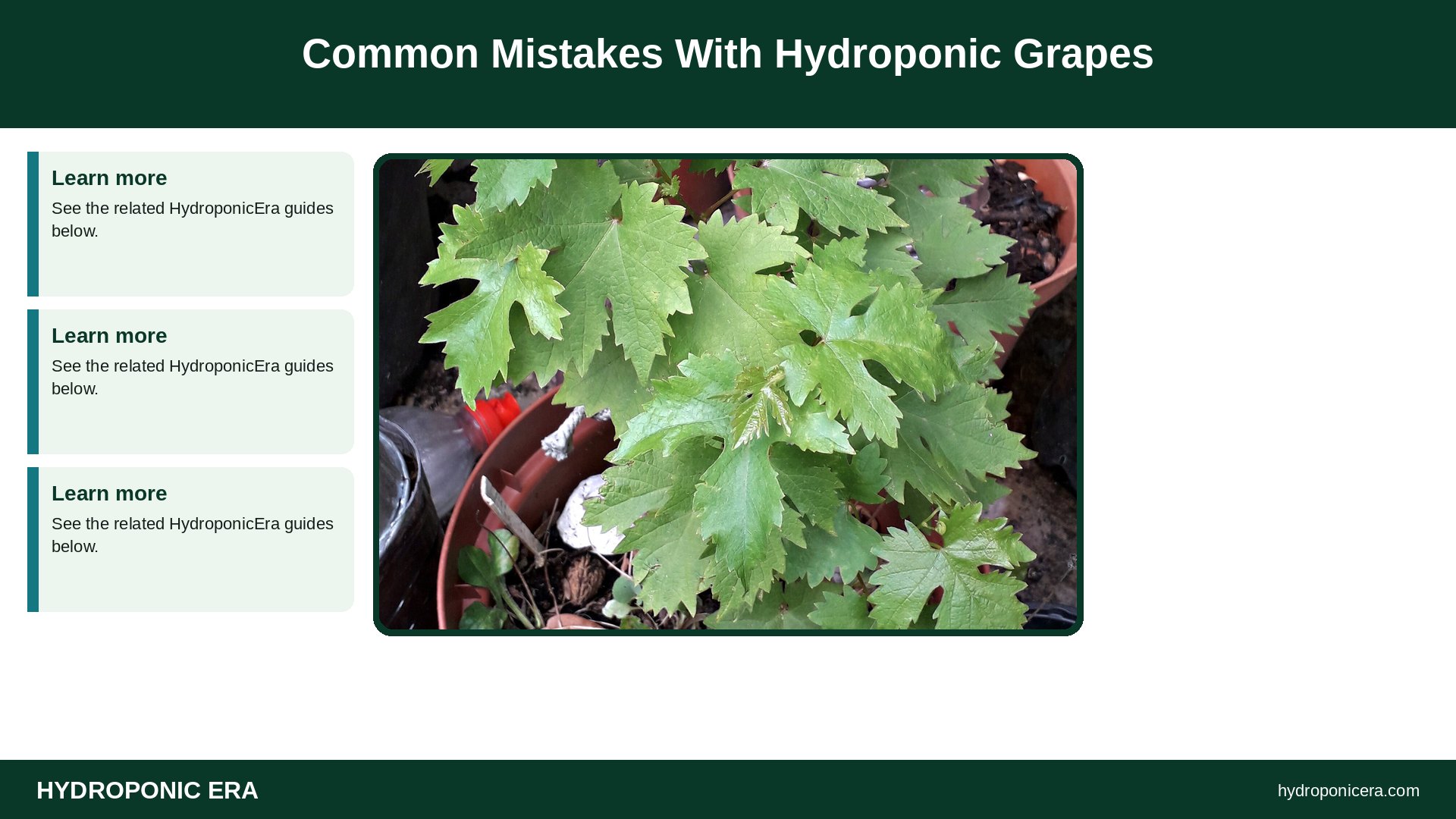 hydroponic grapes — Common Mistakes With Hydroponic Grapes