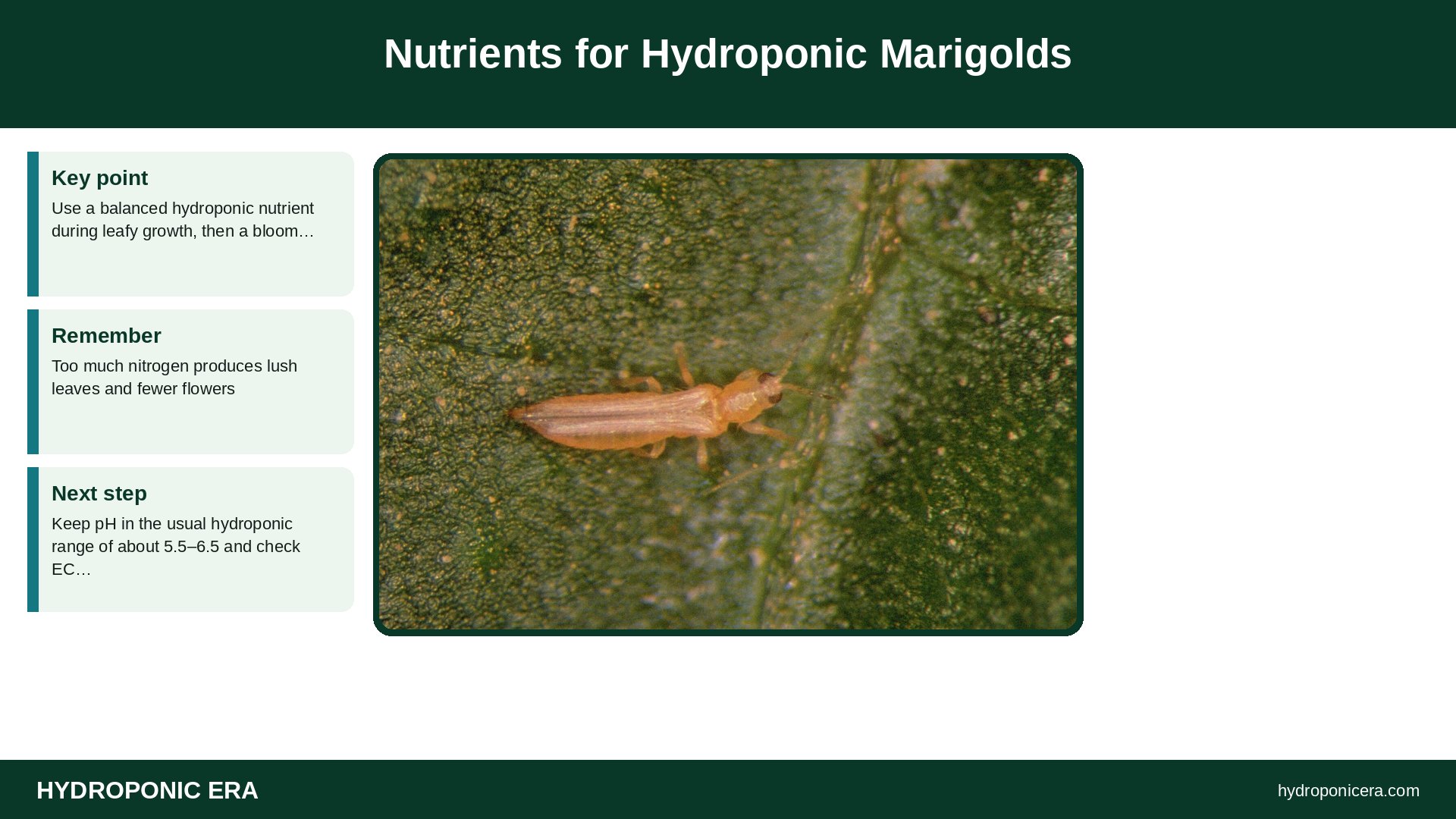 hydroponic marigolds — Nutrients for Hydroponic Marigolds