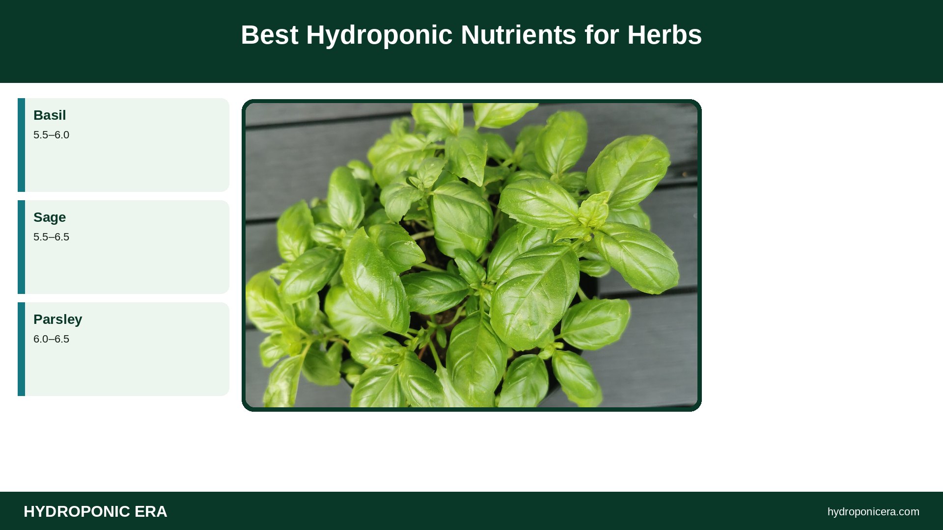 hydroponic nutrients for herbs — Best Hydroponic Nutrients for Herbs