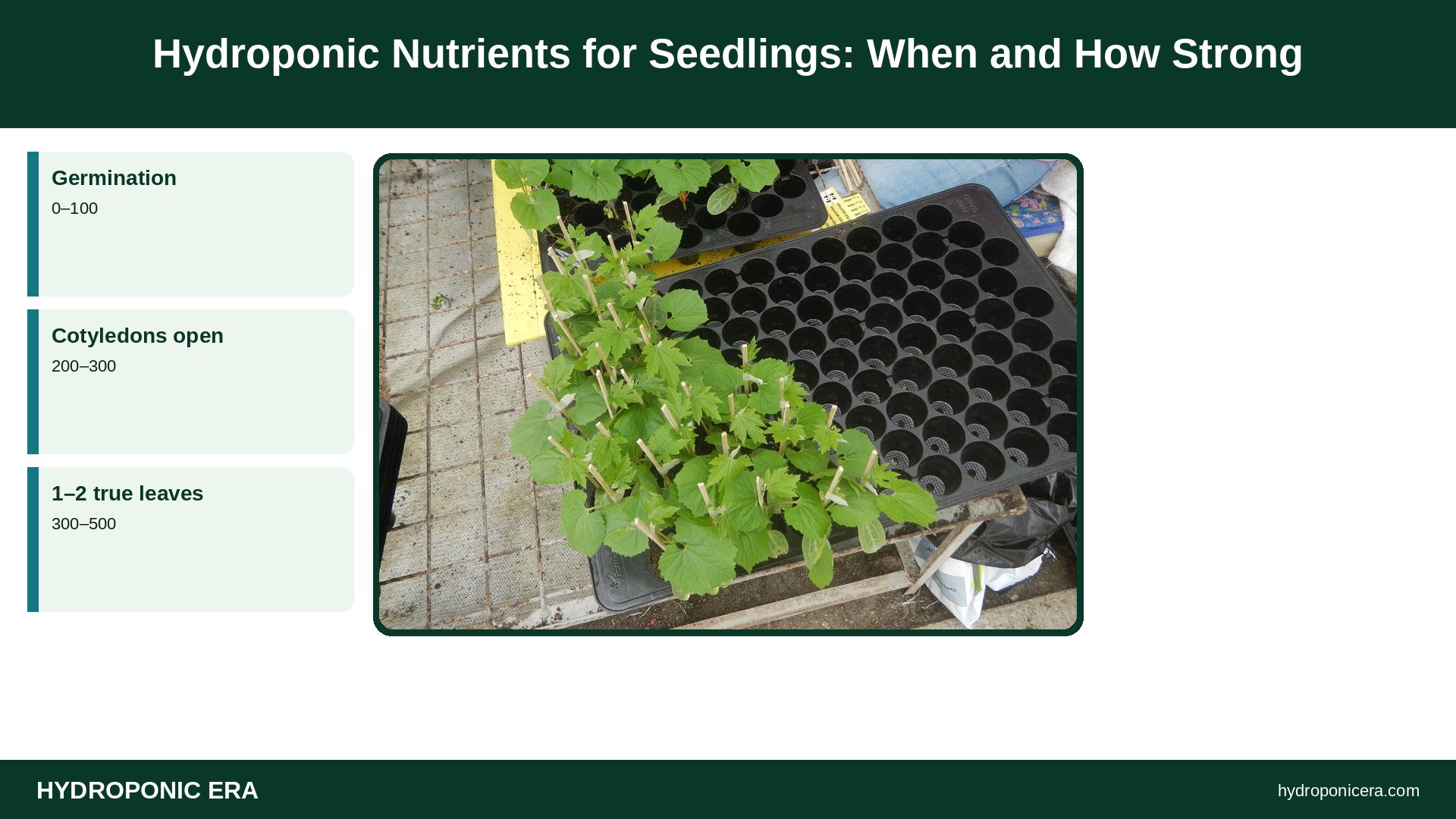 hydroponic nutrients for seedlings — Hydroponic Nutrients for Seedlings: When and How Strong