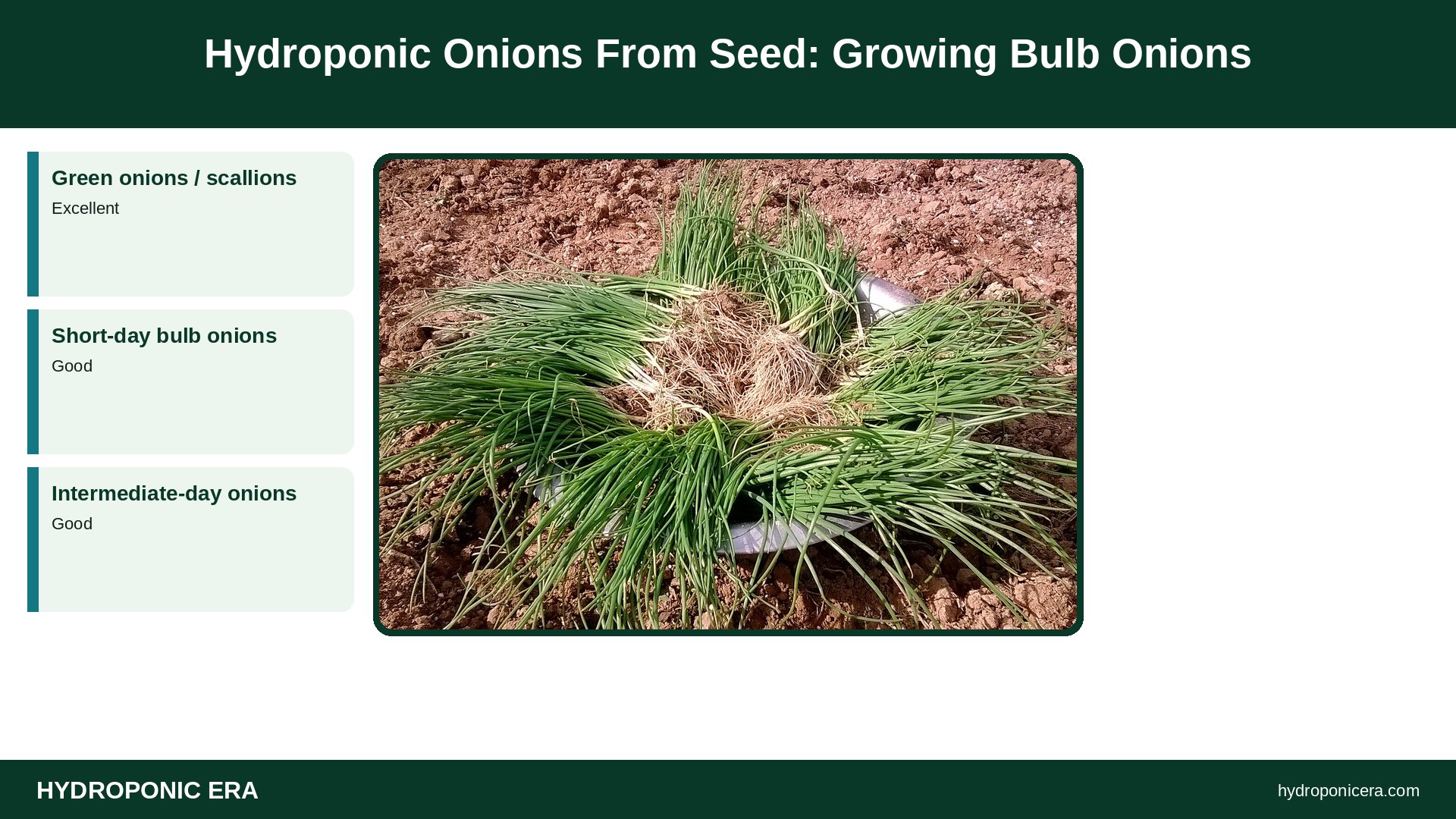 hydroponic onions — Hydroponic Onions From Seed: Growing Bulb Onions