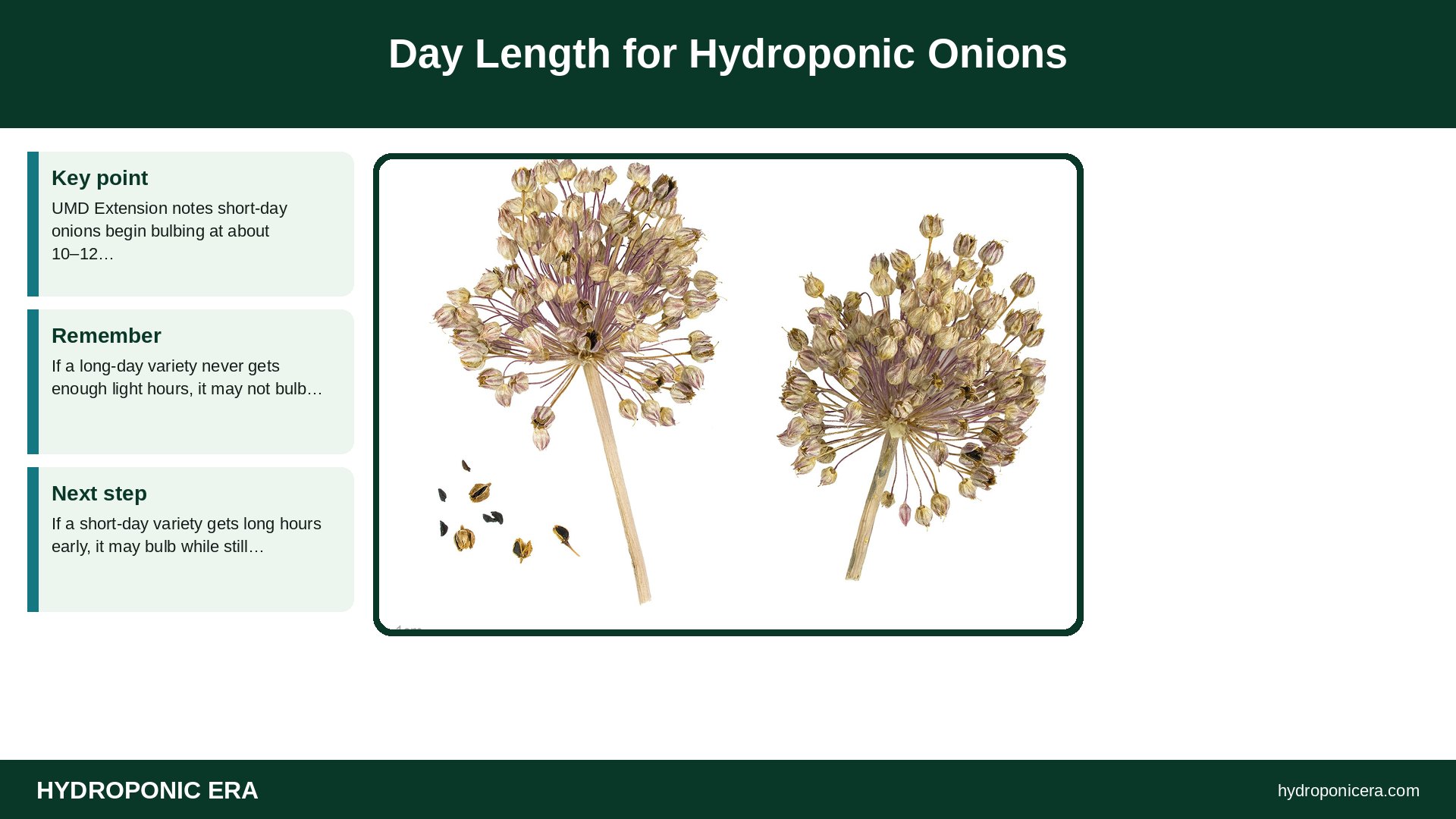 hydroponic onions — Day Length for Hydroponic Onions
