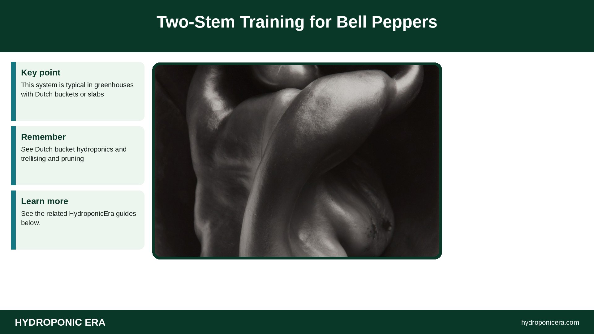 hydroponic pepper pruning — Two-Stem Training for Bell Peppers