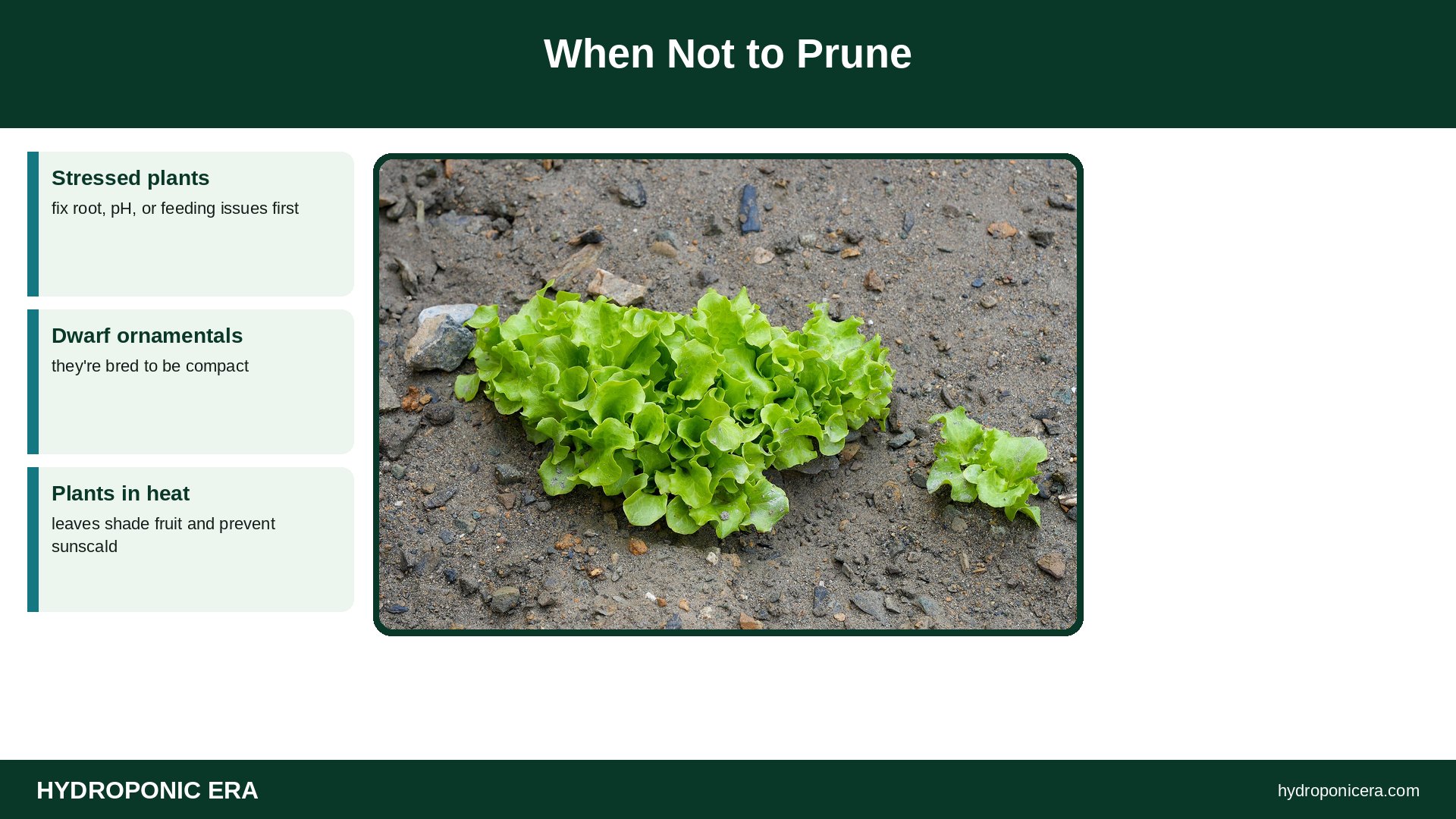 hydroponic pepper pruning — When Not to Prune