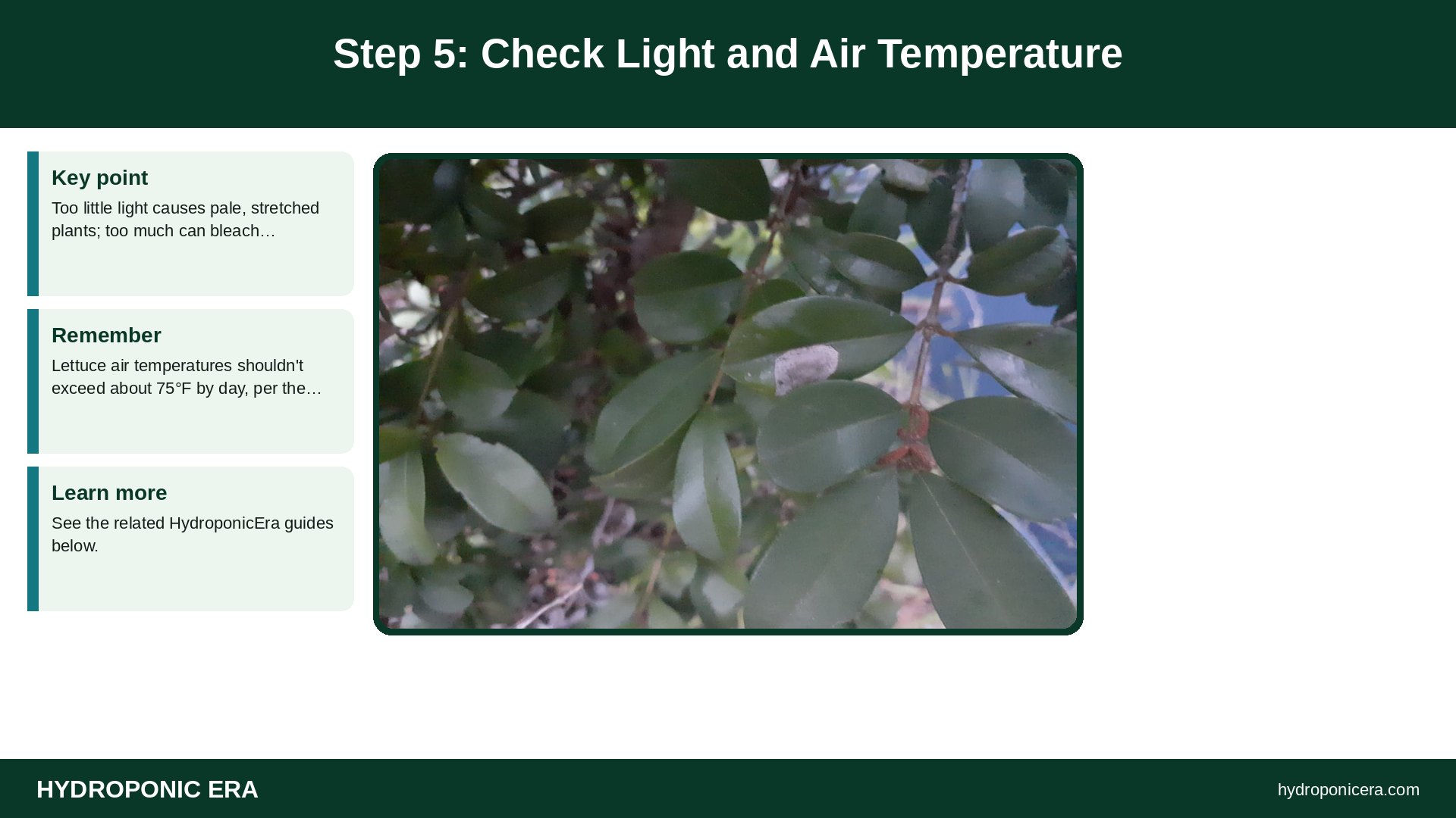 hydroponic plants dying — Step 5: Check Light and Air Temperature