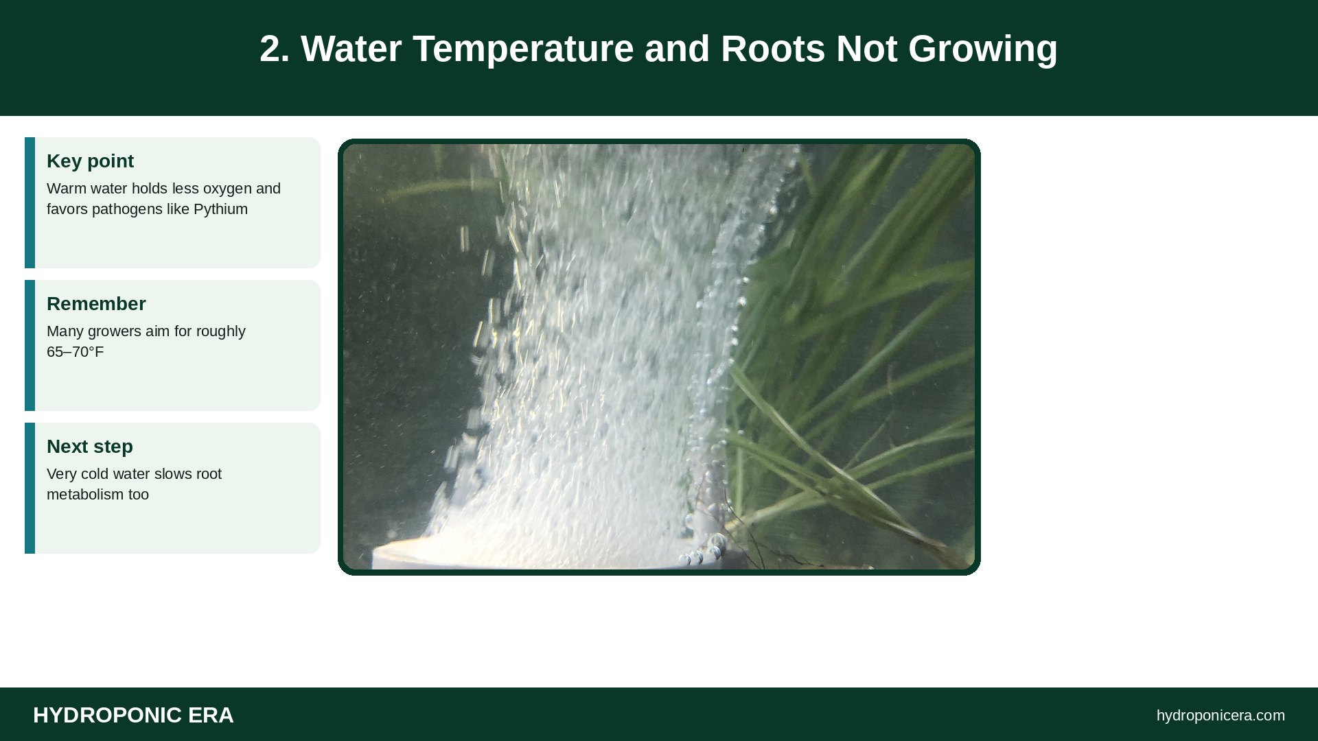 roots not growing — 2. Water Temperature and Roots Not Growing