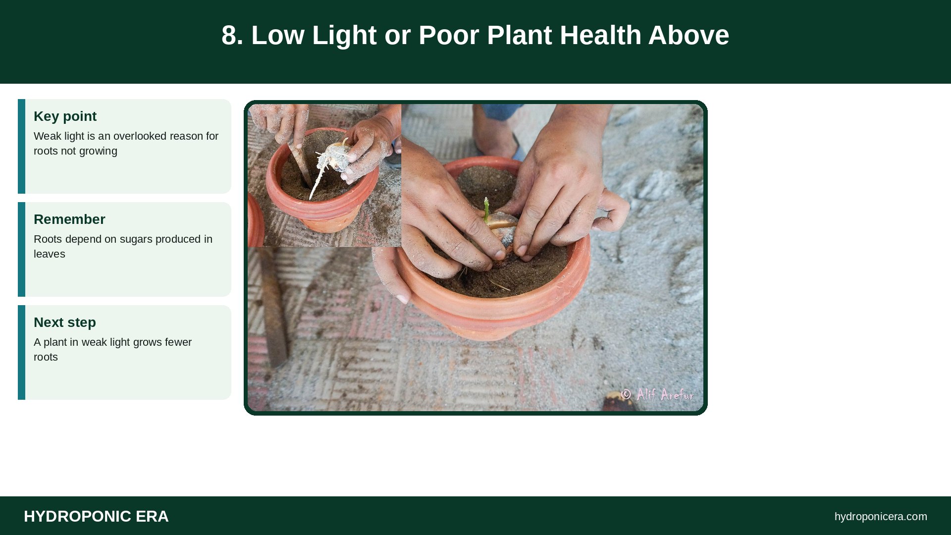 roots not growing — 8. Low Light or Poor Plant Health Above