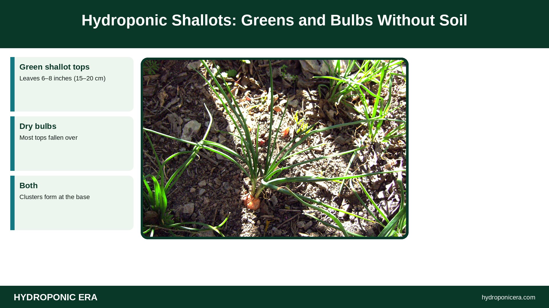 hydroponic shallots — Hydroponic Shallots: Greens and Bulbs Without Soil