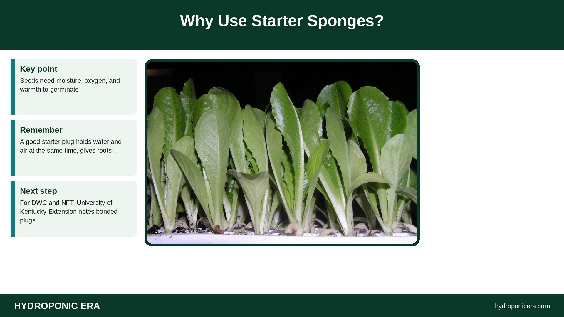 starter sponges — Why Use Starter Sponges?