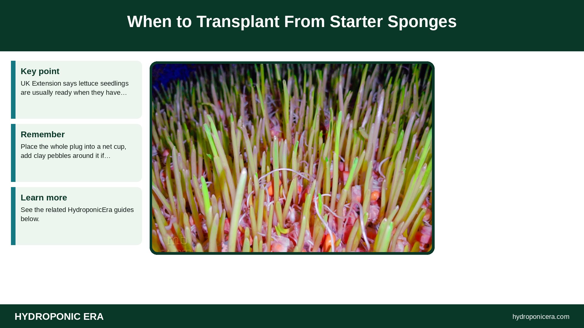 starter sponges — When to Transplant From Starter Sponges