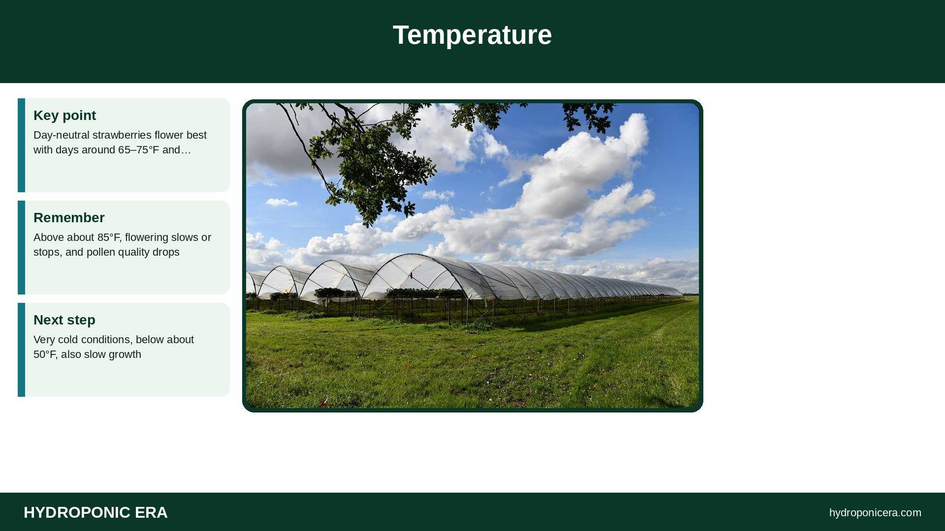 hydroponic strawberries not fruiting — Temperature
