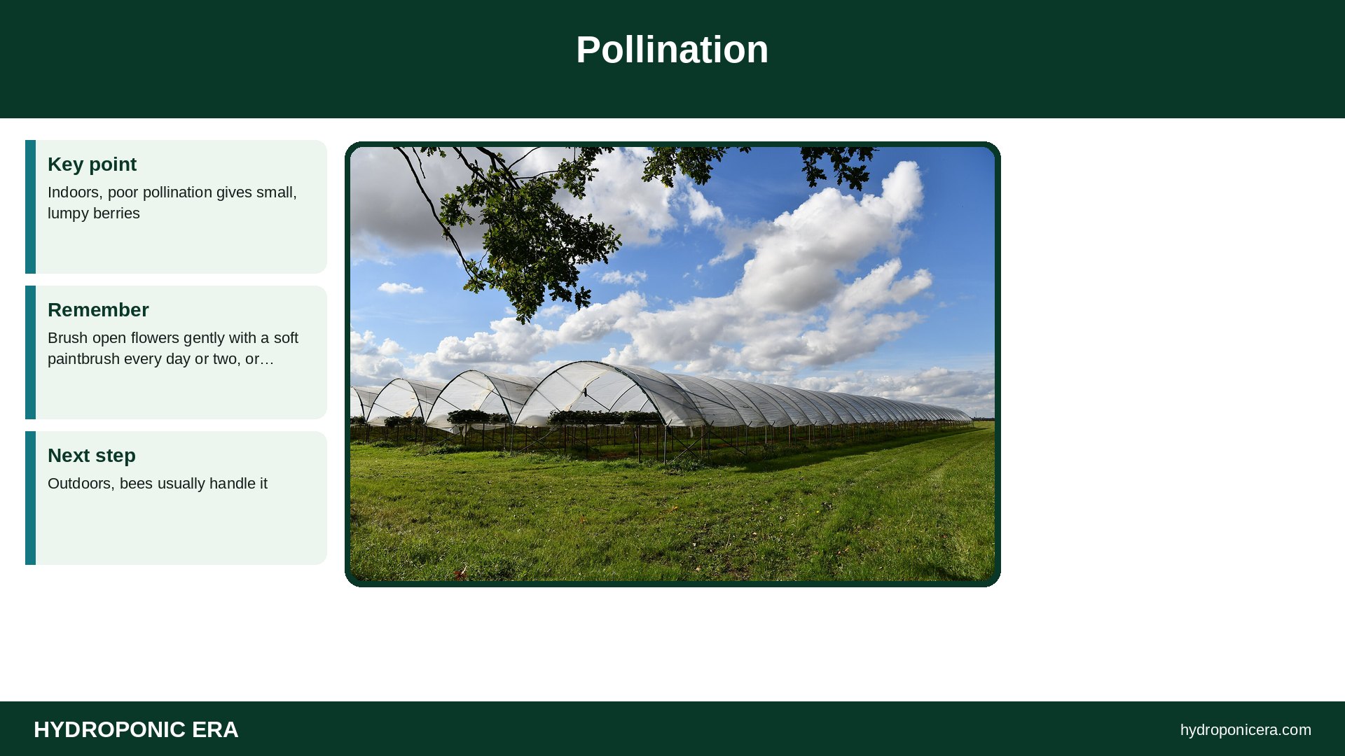 hydroponic strawberry tower — Pollination