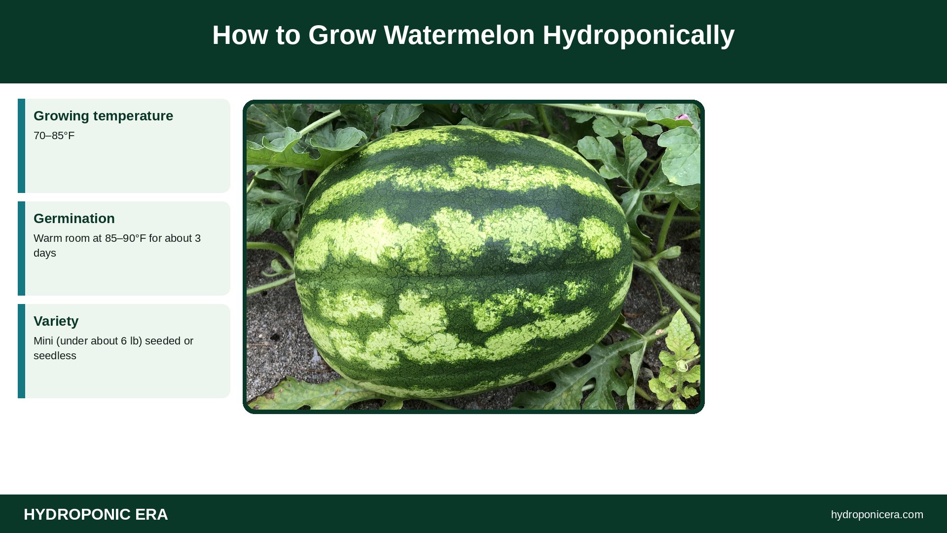 hydroponic watermelon — How to Grow Watermelon Hydroponically