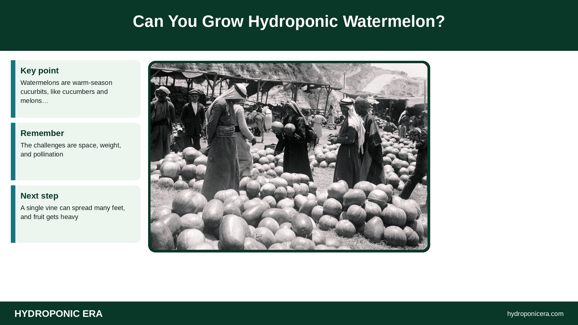 hydroponic watermelon — Can You Grow Hydroponic Watermelon?
