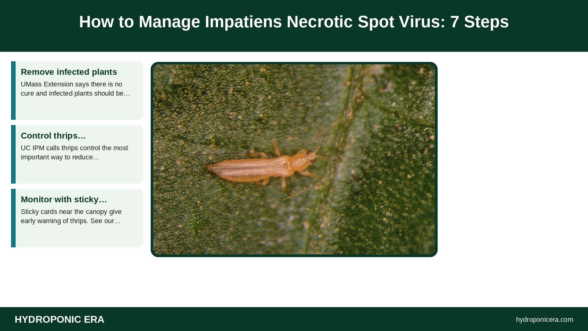 impatiens necrotic spot virus — How to Manage Impatiens Necrotic Spot Virus: 7 Steps
