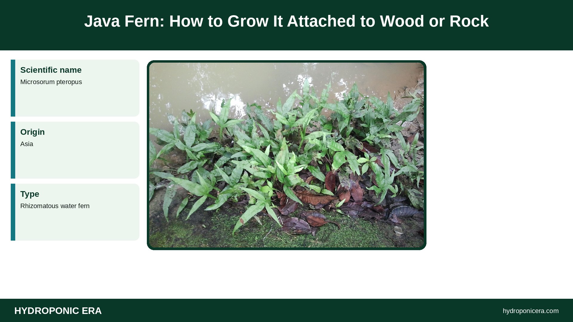 java fern — Java Fern: How to Grow It Attached to Wood or Rock