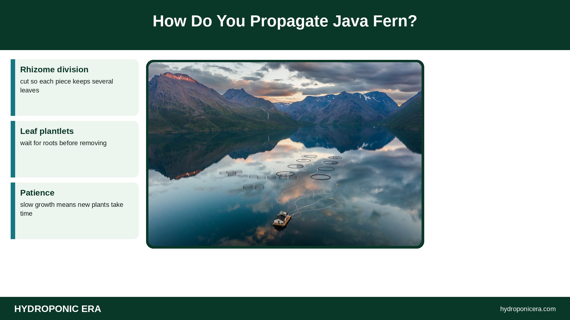 java fern — How Do You Propagate Java Fern?