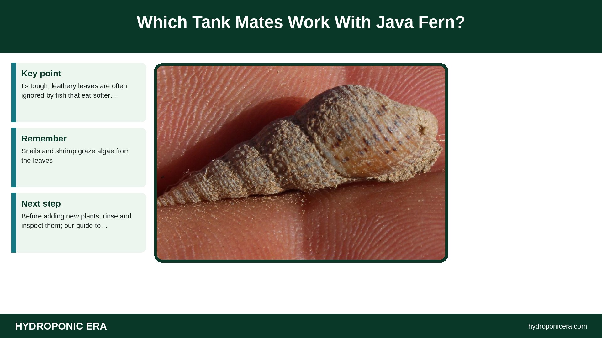 java fern — Which Tank Mates Work With Java Fern?