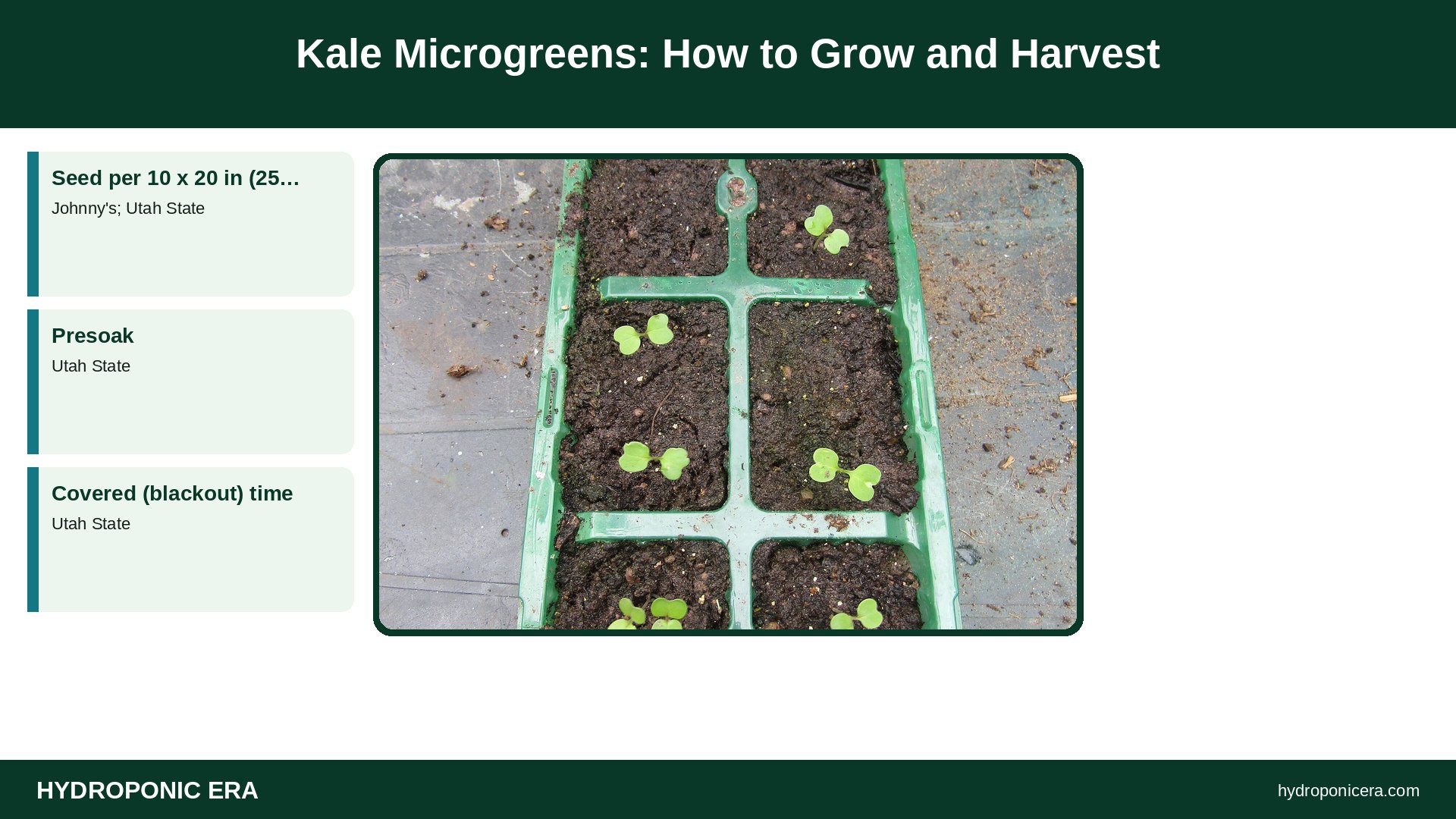 kale microgreens — Kale Microgreens: How to Grow and Harvest