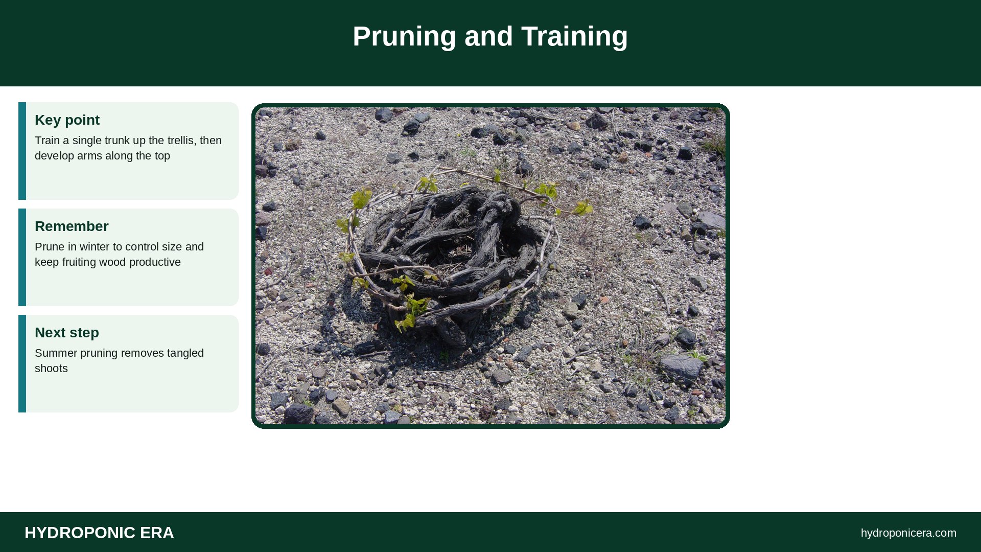 kiwi hydroponics — Pruning and Training