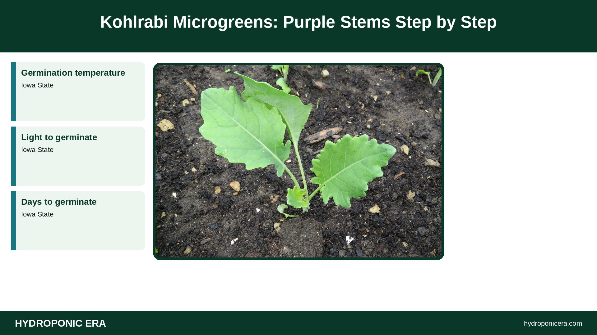 kohlrabi microgreens — Kohlrabi Microgreens: Purple Stems Step by Step