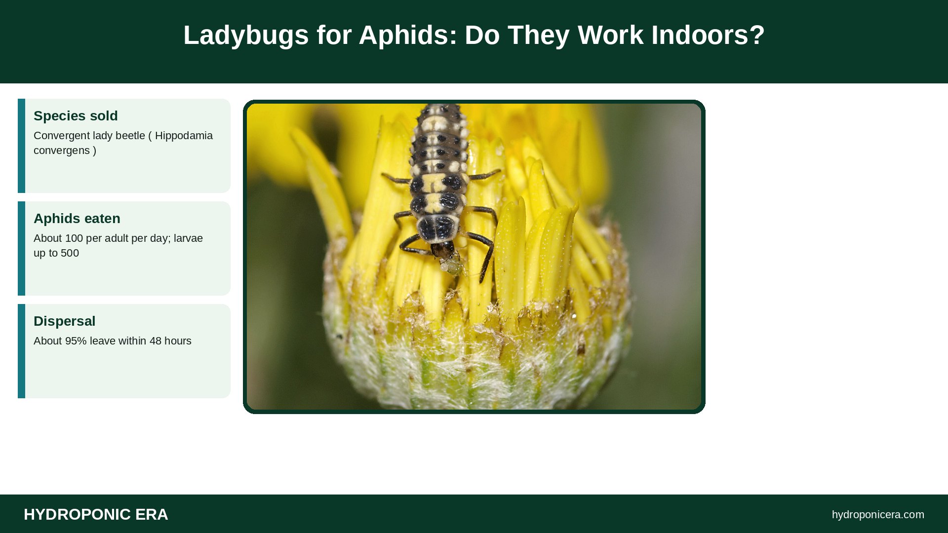 ladybugs for aphids — Ladybugs for Aphids: Do They Work Indoors?