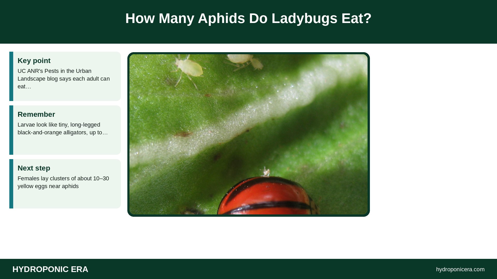 ladybugs for aphids — How Many Aphids Do Ladybugs Eat?