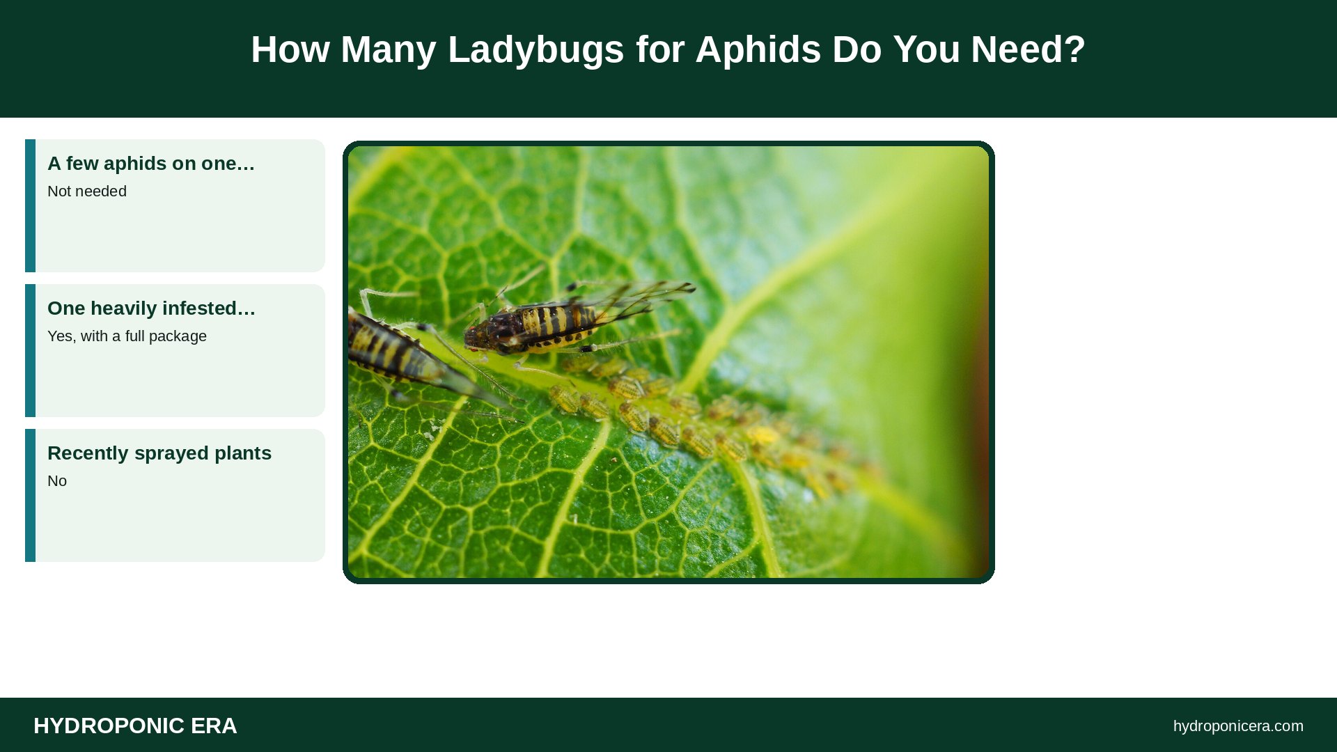 ladybugs for aphids — How Many Ladybugs for Aphids Do You Need?