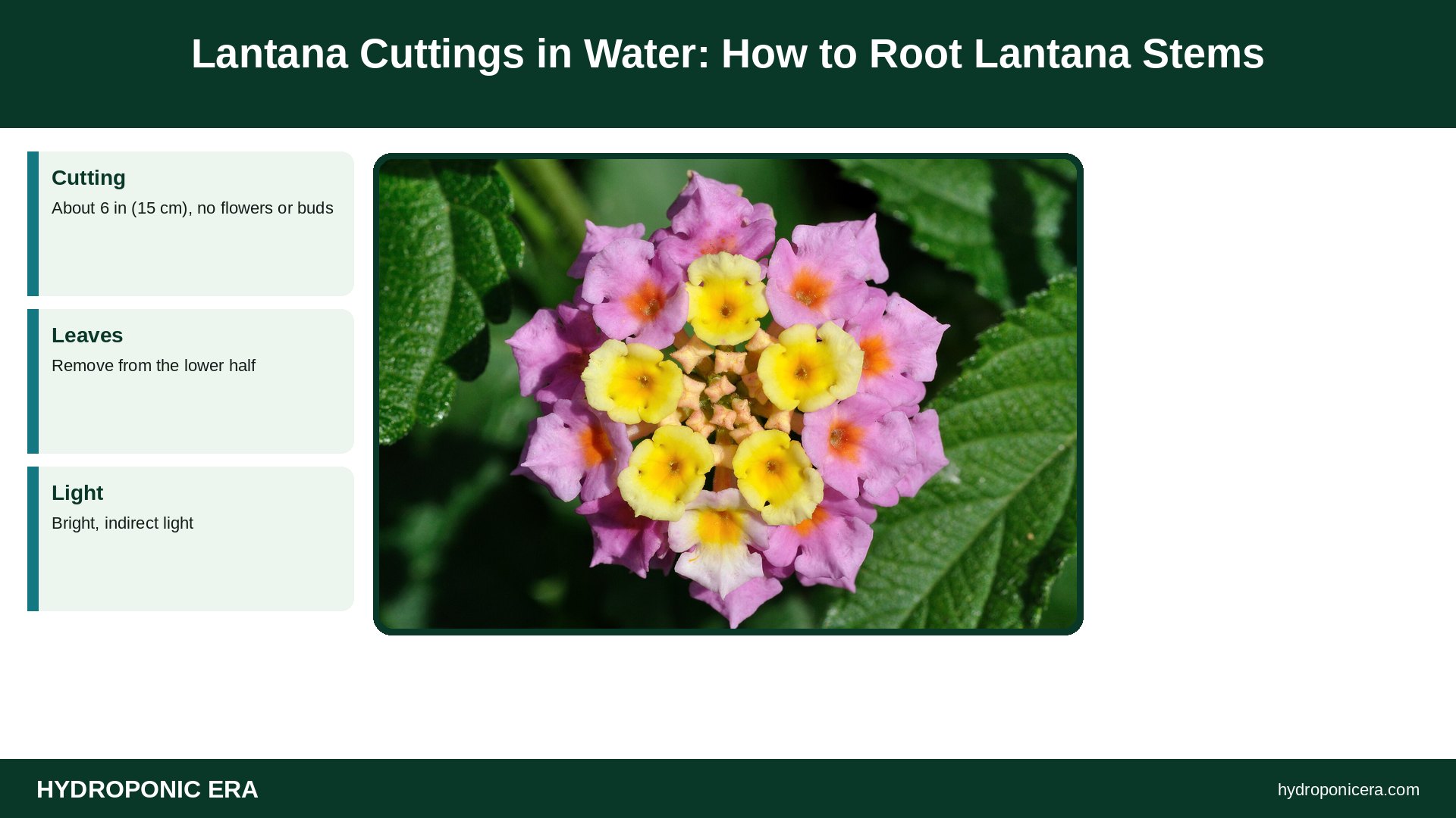 lantana cuttings in water — Lantana Cuttings in Water: How to Root Lantana Stems