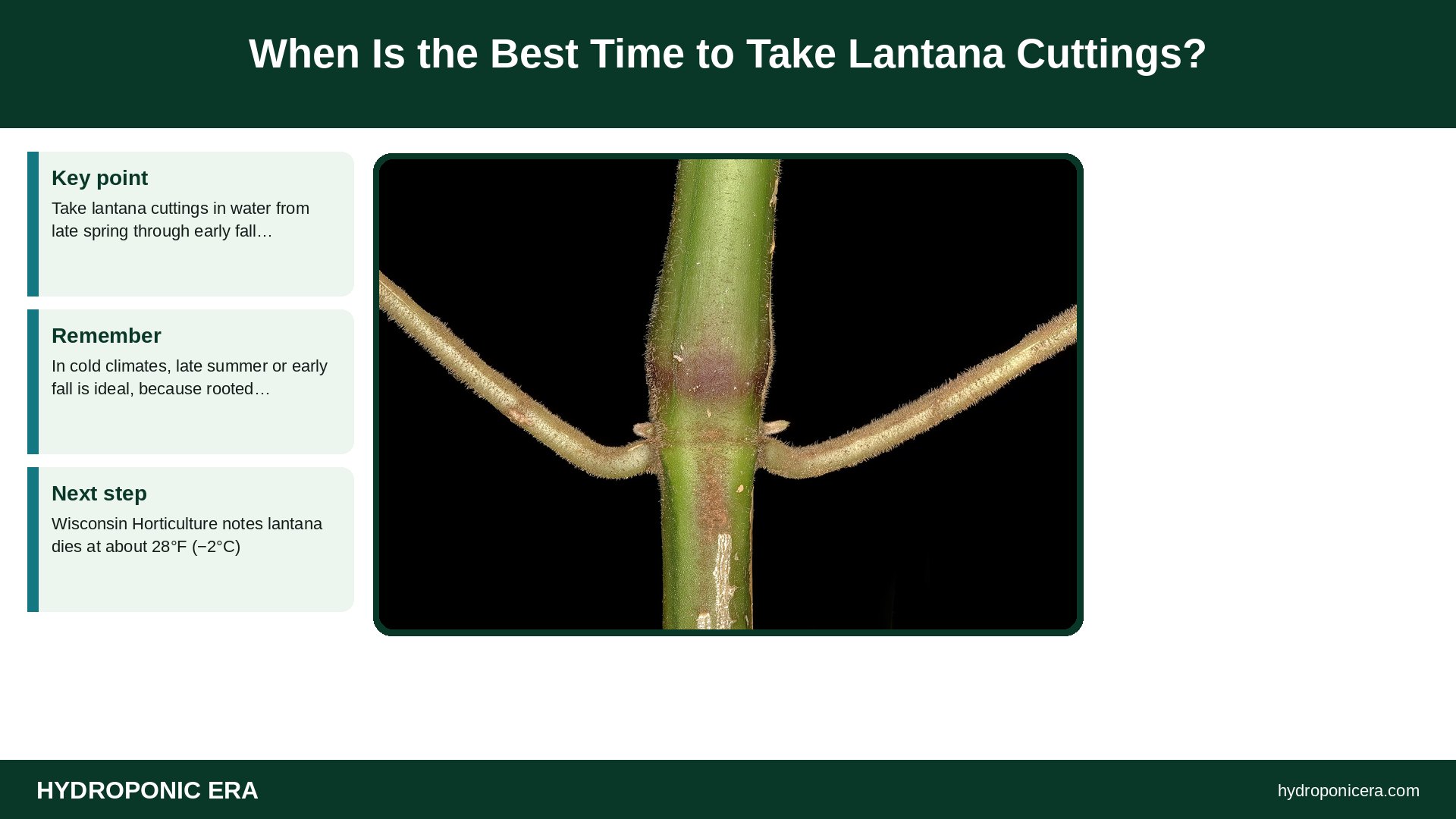 lantana cuttings in water — When Is the Best Time to Take Lantana Cuttings?