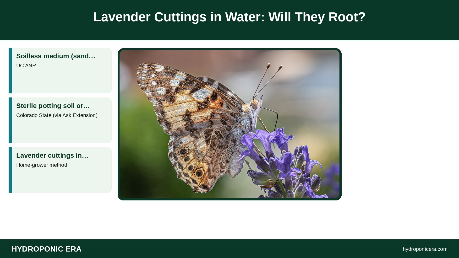 lavender cuttings in water — Lavender Cuttings in Water: Will They Root?