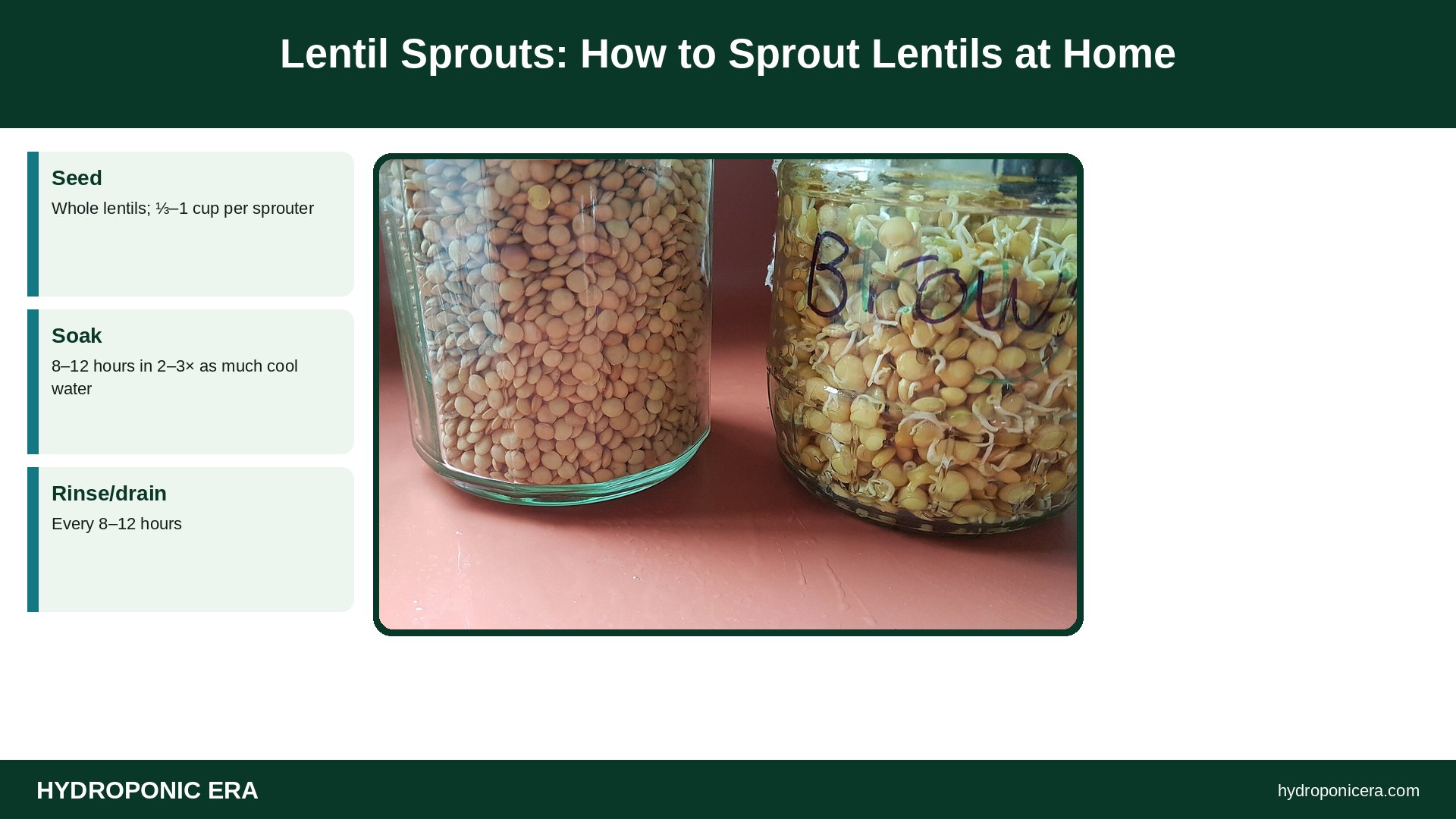 lentil sprouts — Lentil Sprouts: How to Sprout Lentils at Home