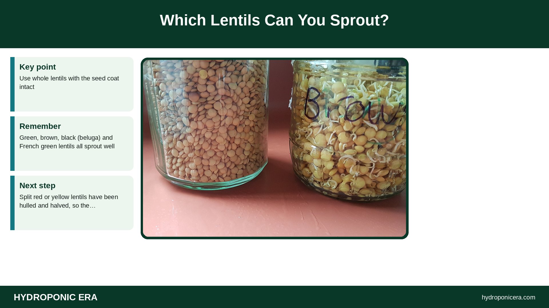 lentil sprouts — Which Lentils Can You Sprout?