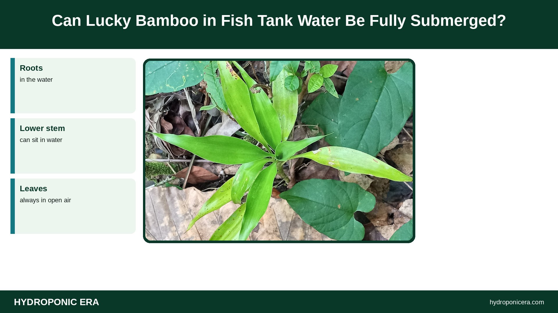 lucky bamboo in fish tank — Can Lucky Bamboo in Fish Tank Water Be Fully Submerged?