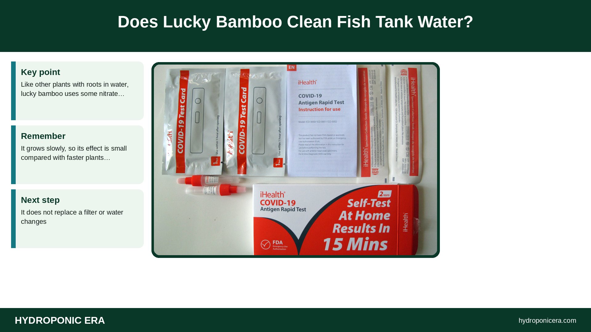 lucky bamboo in fish tank — Does Lucky Bamboo Clean Fish Tank Water?