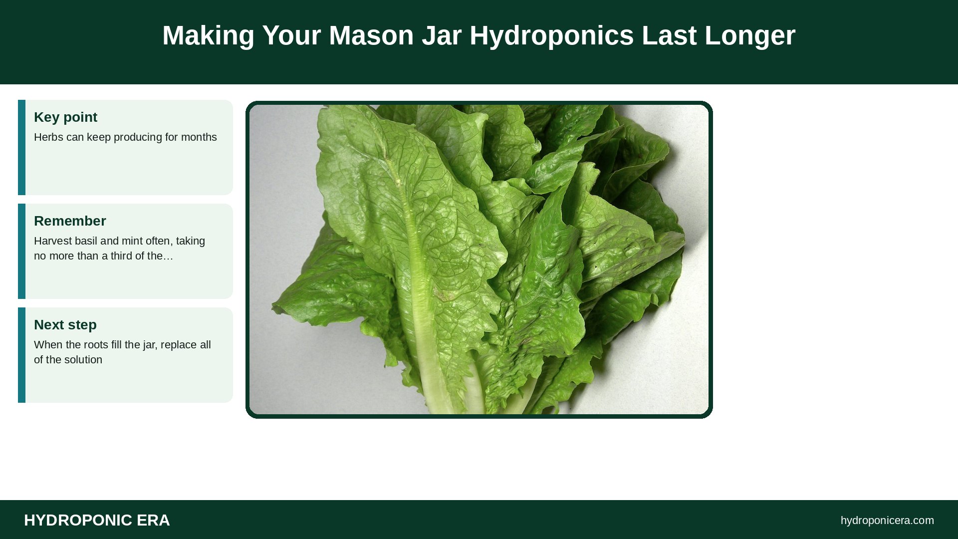mason jar hydroponics — Making Your Mason Jar Hydroponics Last Longer