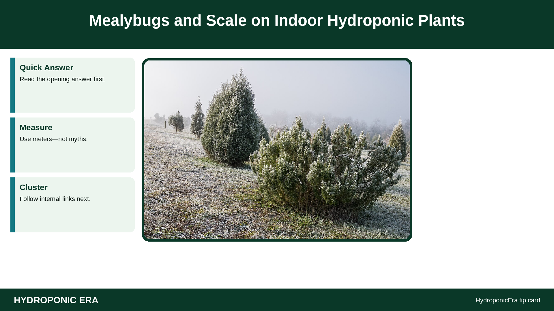 Mealybugs and Scale on Indoor Hydroponic Plants — HydroponicEra tip card graphic