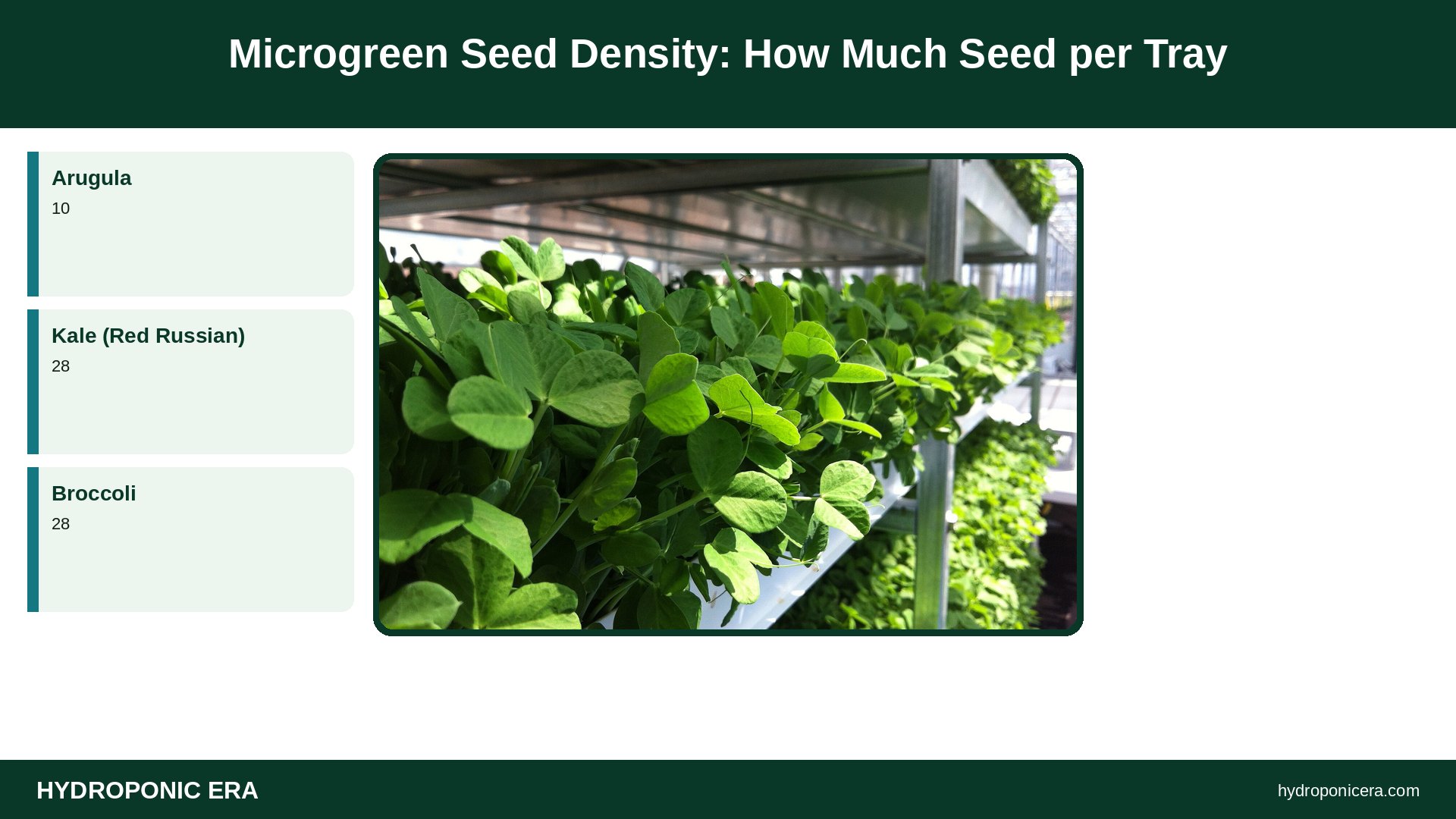 microgreen seed density — Microgreen Seed Density: How Much Seed per Tray