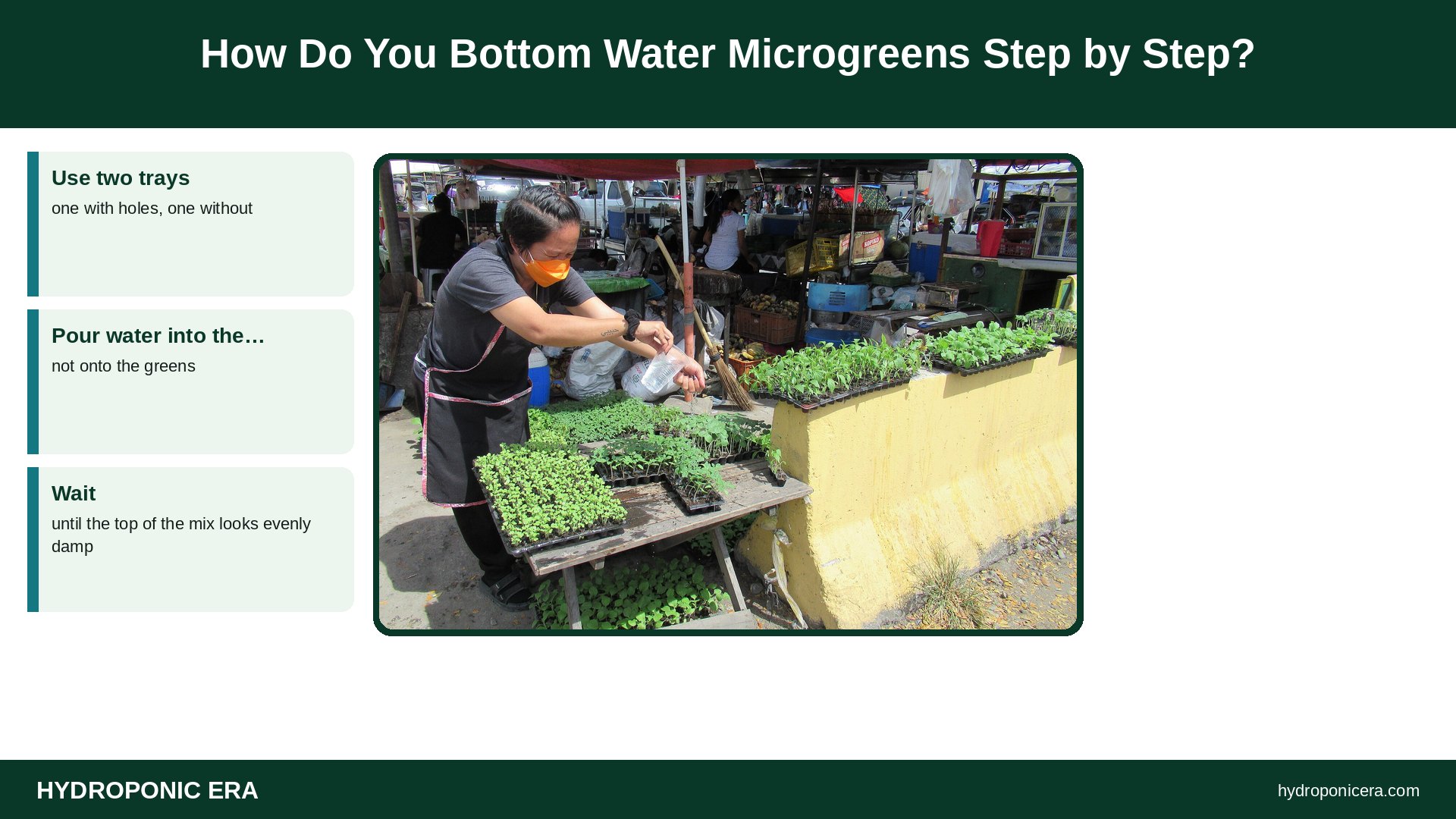 microgreens bottom watering — How Do You Bottom Water Microgreens Step by Step?
