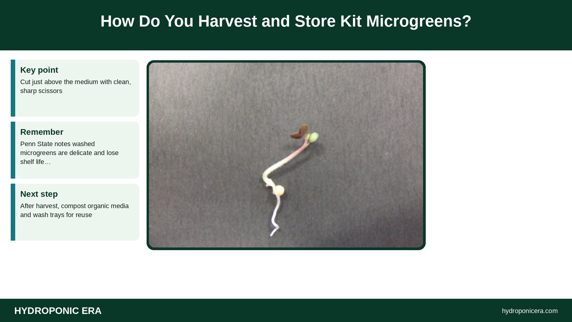 microgreens kit — How Do You Harvest and Store Kit Microgreens?