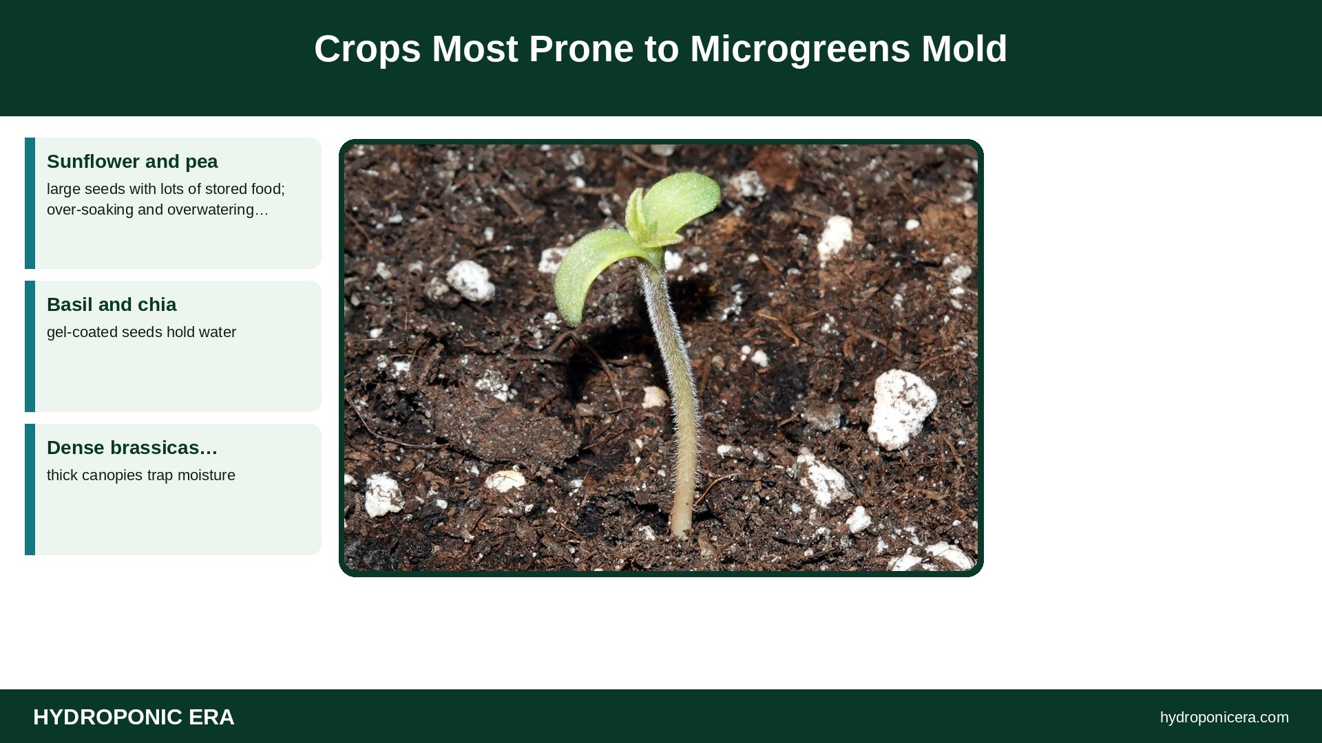 microgreens mold — Crops Most Prone to Microgreens Mold