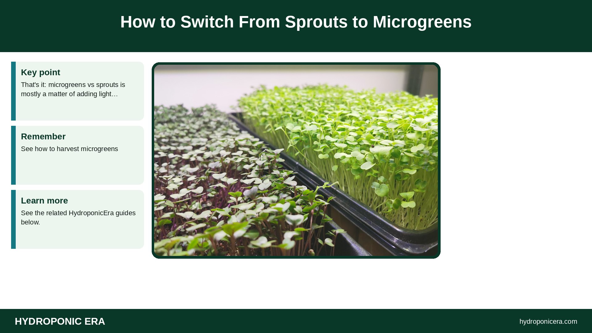microgreens vs sprouts — How to Switch From Sprouts to Microgreens