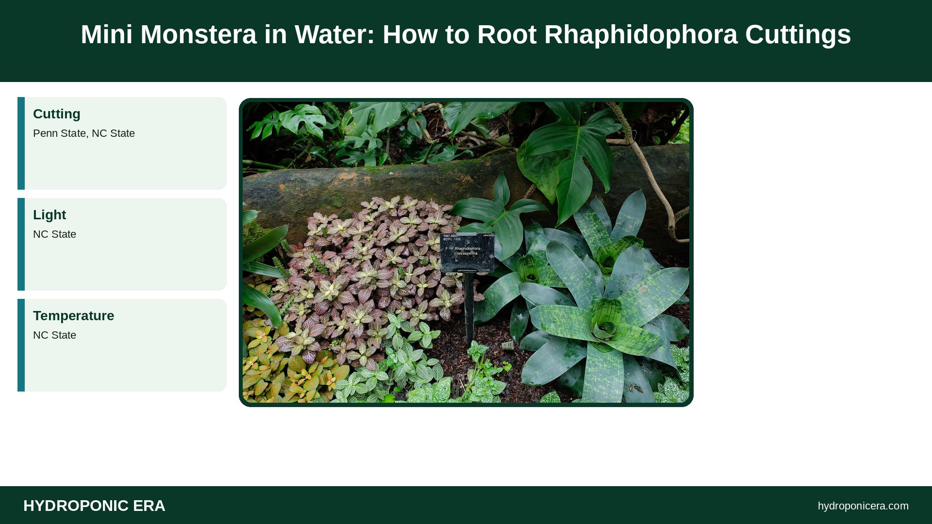 mini monstera in water — Mini Monstera in Water: How to Root Rhaphidophora Cuttings