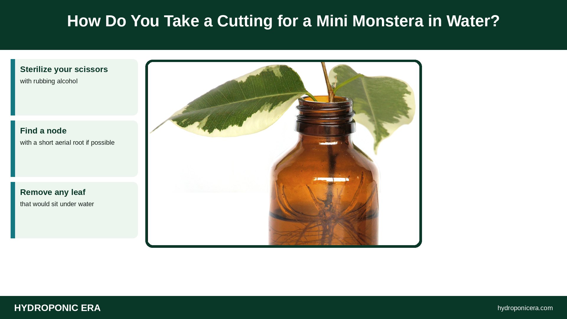 mini monstera in water — How Do You Take a Cutting for a Mini Monstera in Water?