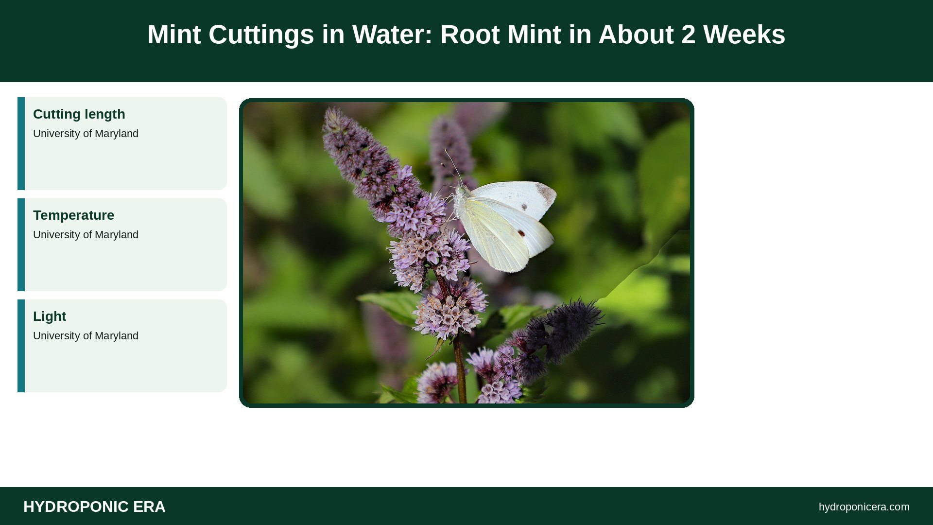 mint cuttings in water — Mint Cuttings in Water: Root Mint in About 2 Weeks
