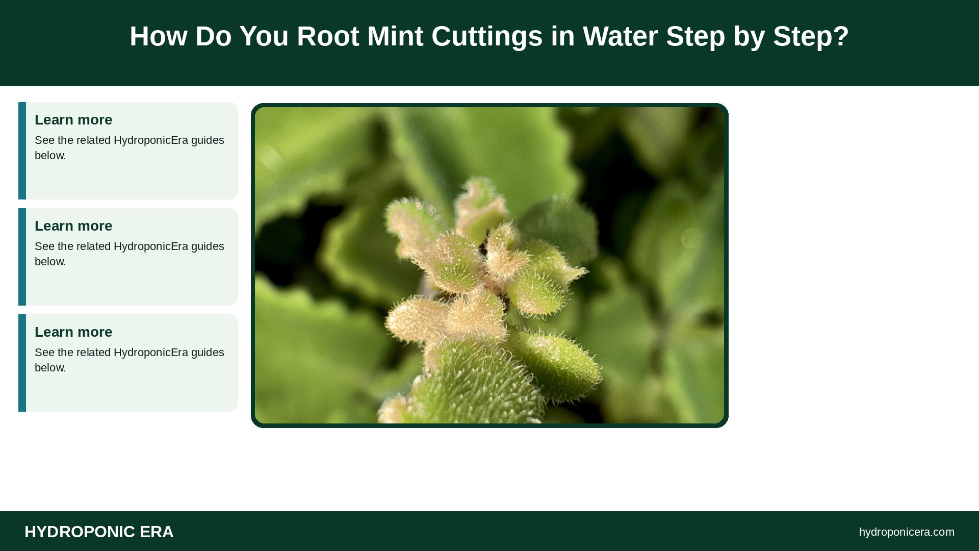 mint cuttings in water — How Do You Root Mint Cuttings in Water Step by Step?