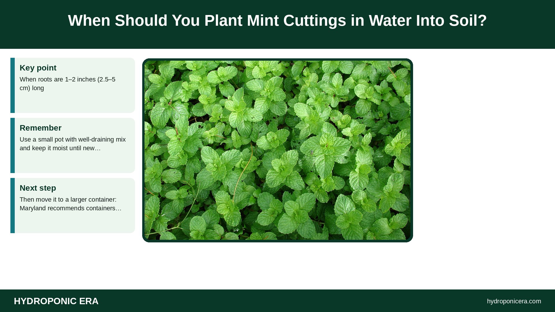 mint cuttings in water — When Should You Plant Mint Cuttings in Water Into Soil?