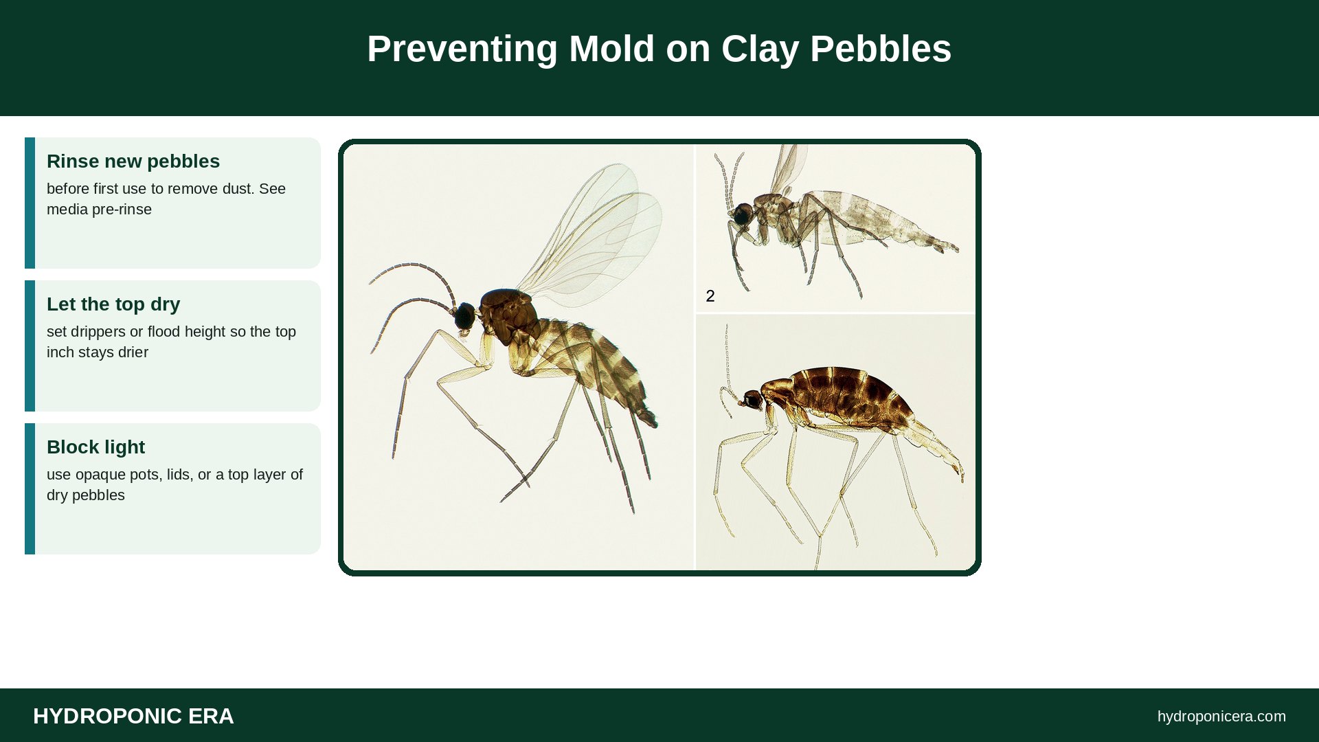 mold on clay pebbles — Preventing Mold on Clay Pebbles