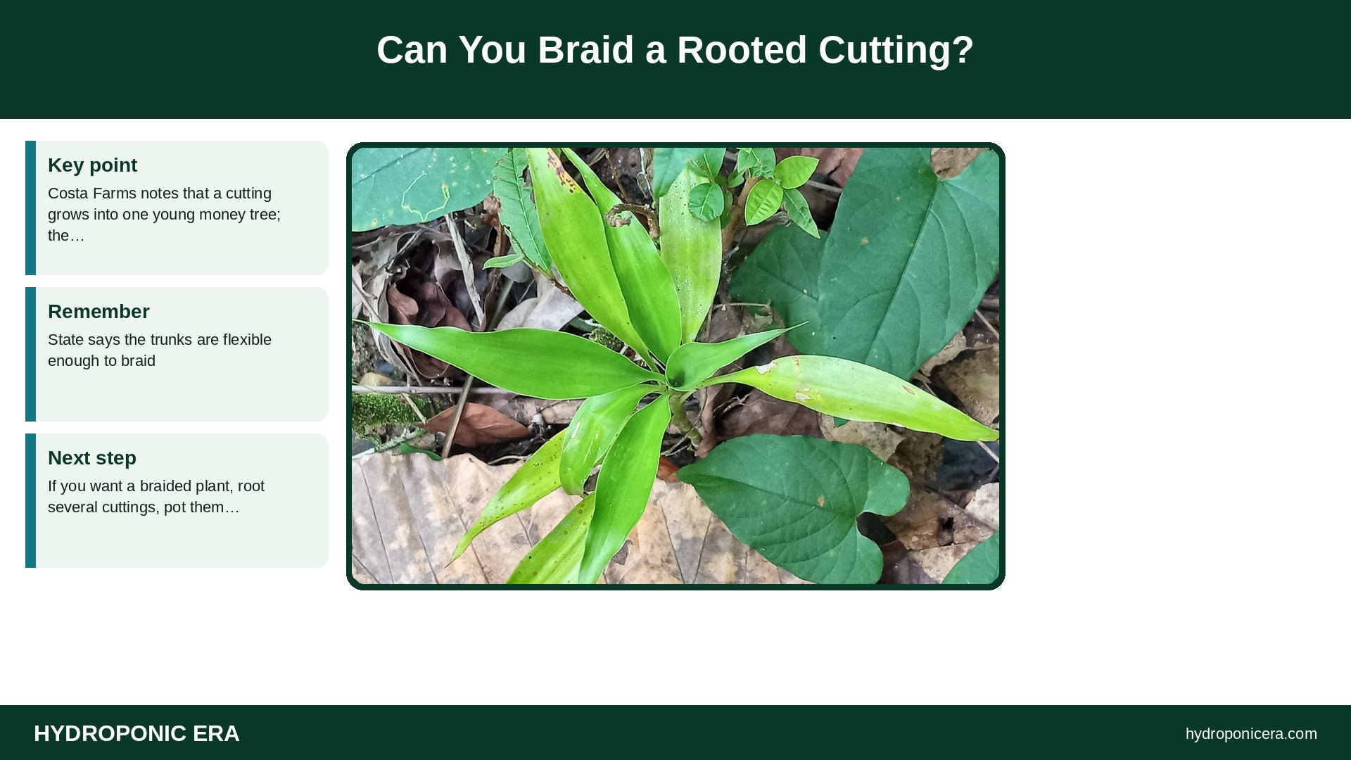 money tree in water — Can You Braid a Rooted Cutting?